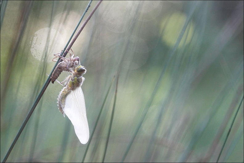 Emergence lib quadrimaculata VIII.jpg