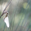 Emergence lib quadrimaculata VIII