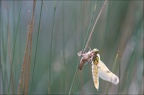 Emergence lib quadrimaculata X