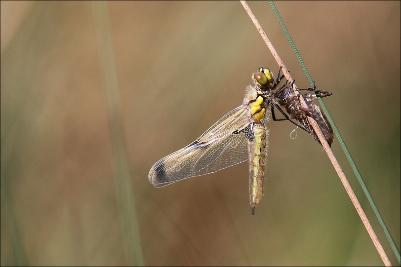 Emergence lib quadrimaculata XI.jpg