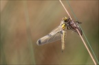 Emergence lib quadrimaculata XII