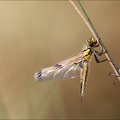 Emergence lib quadrimaculata XIII