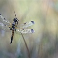 Emergence lib quadrimaculata XIV