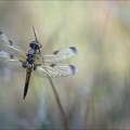 Emergence lib quadrimaculata XIV