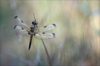 Emergence lib quadrimaculata XIV