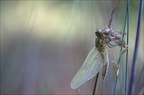 Emergence lib quadrimaculata XI