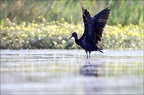 Camargue