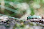 Noctuelle du cyprès 