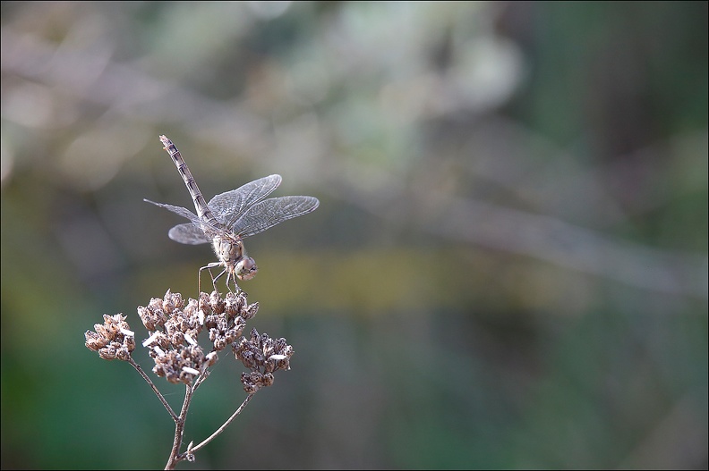 sympetrum striolatum III.jpg