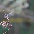 sympetrum striolatum III.jpg