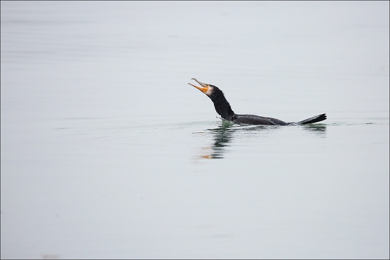 Grand cormoran_29-01-18_01.jpg