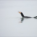 Grand cormoran 29-01-18 01