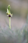 Ophrys araneola