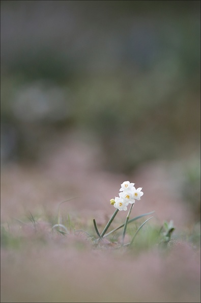 Narcisse sauvage.jpg