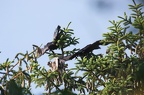 Faucon pélerin immature ♂ au prise avec des corneilles