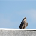 Faucon pélerin immature ♀
