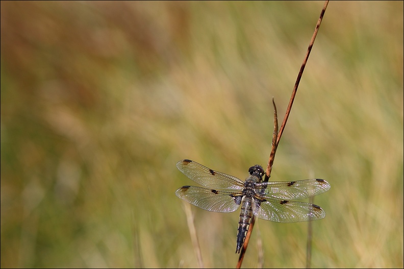 Libellula quadrimaculata.jpg