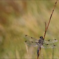 Libellula quadrimaculata