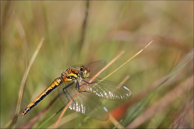 Sympetrum danae ♀