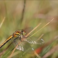 Sympetrum danae ♀.jpg