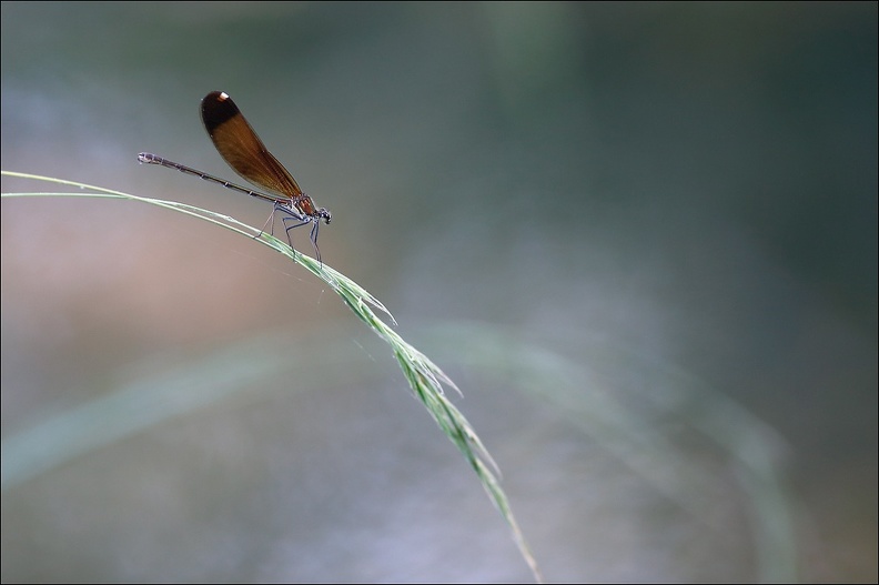 Calopteryx haemorrhoidalis_26-07-18_19.jpg