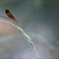 Calopteryx haemorrhoidalis_26-07-18_19.jpg