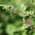 Bachante 25-05-18 04