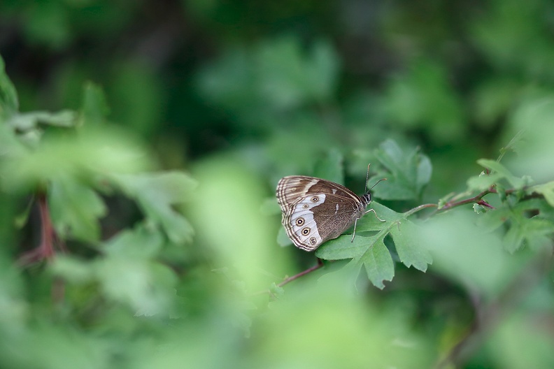 Lopinga achine saltator II.jpg