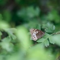 Lopinga achine saltator II