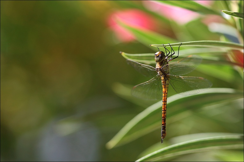 Aeshna affinis 19-06-18 02 ♀