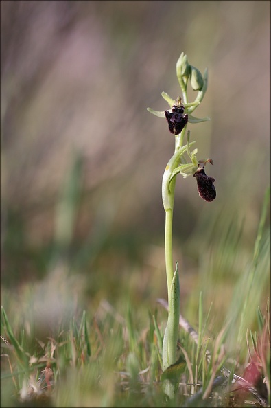Ophrys incubacea_19-04-19_01.jpg