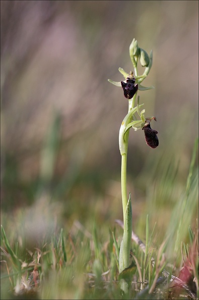 Ophrys incubacea 19-04-19 01