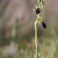 Ophrys incubacea_19-04-19_01.jpg