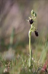 Ophrys incubacea 19-04-19 01