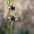 Ophrys incubacea 19-04-19 23