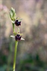 Ophrys incubacea 19-04-19 23