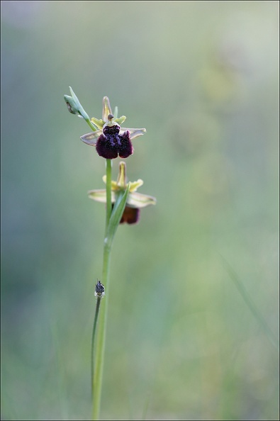 Ophrys incubacea_19-04-19_29.jpg