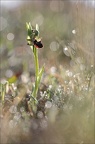 Ophrys incubacea 20-04-19 50