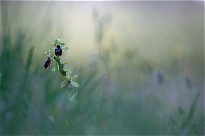 Ophrys occidentalis_14-04-19_07.jpg