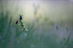 Ophrys occidentalis 14-04-19 07