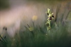 Ophrys occidentalis 14-04-19 09