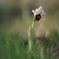 Ophrys splendida 19-04-19 03