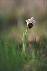 Ophrys splendida 19-04-19 03