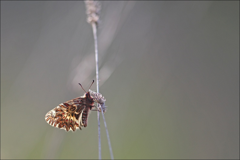 Diane (Zerynthia polyxena)