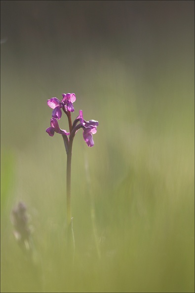 Orchis peint 19-04-19 01