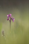 Orchis peint 19-04-19 01