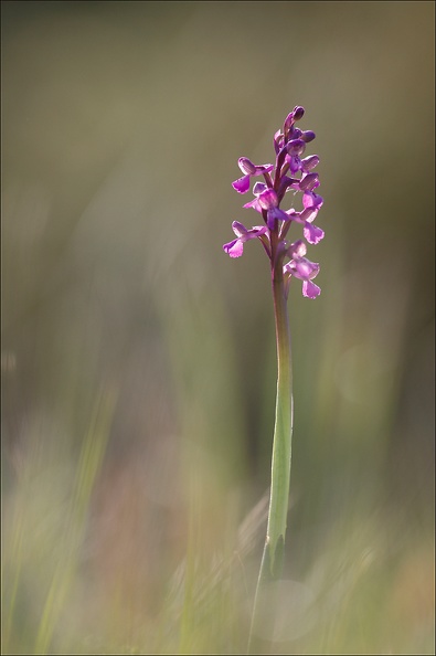 Orchis peint_19-04-19_21.jpg