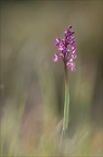 Orchis peint 19-04-19 21