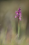 Orchis peint 19-04-19 21