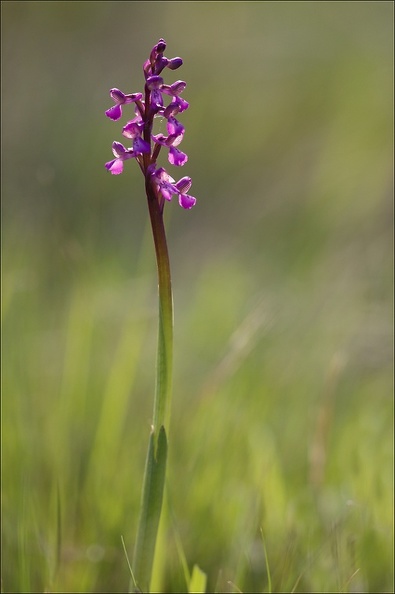 Orchis peint_19-04-19_26.jpg